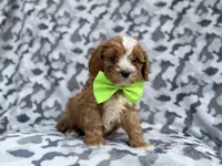 Jeb, a male Cavalier King Charles Spaniel and Poodle - Miniature  for sale in Lakeland, FL – Photo 5 of 9