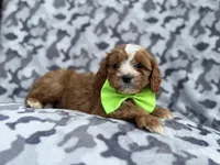 Jeb, a male Cavalier King Charles Spaniel and Poodle - Miniature  for sale in Lakeland, FL – Photo 2 of 9