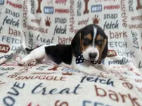 Waylon, a male Beagle for sale in Lakeland, FL – 5 of 9