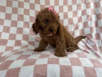 Reba, a female Cavapoo for sale in Lakeland, FL – 9 of 9