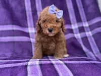 Agnes, a female Cavapoo and Poodle - Miniature  for sale in Lakeland, FL – 4 of 9