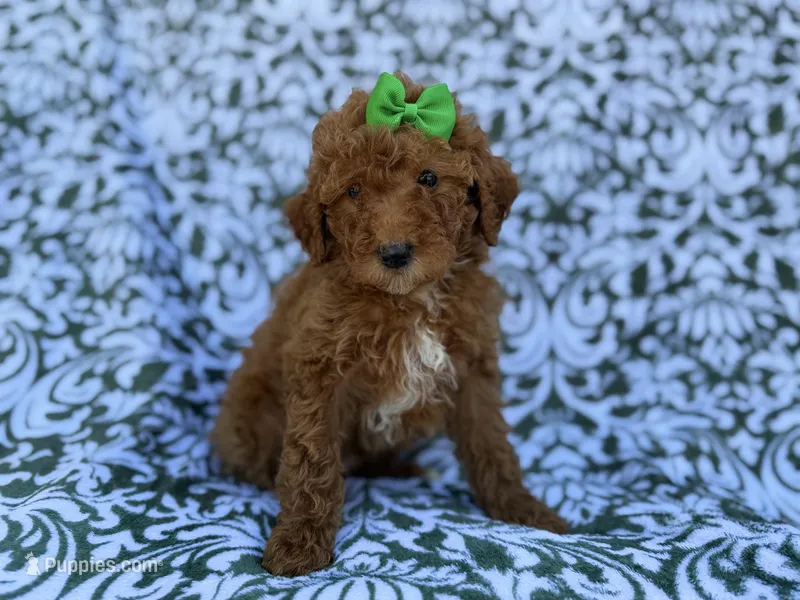 Ava – Cavapoo, Poodle - Miniature  puppy for sale in Lakeland, FL