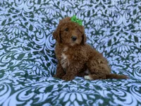 Ava, a female Cavapoo and Poodle - Miniature  for sale in Lakeland, FL – Photo 7 of 8