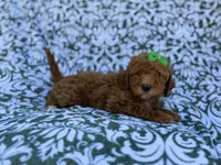 Ava, a female Cavapoo and Poodle - Miniature  for sale in Lakeland, FL – Photo 5 of 8