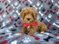 Alex, a male Cavapoo and Poodle - Miniature  for sale in Lakeland, FL – Photo 8 of 9