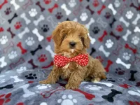 Alex, a male Cavapoo and Poodle - Miniature  for sale in Lakeland, FL – Photo 1 of 9