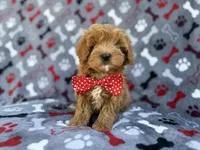 Alex, a male Cavapoo and Poodle - Miniature  for sale in Lakeland, FL – Photo 4 of 9