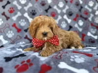 Alex, a male Cavapoo and Poodle - Miniature  for sale in Lakeland, FL – Photo 3 of 9