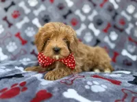Alex, a male Cavapoo and Poodle - Miniature  for sale in Lakeland, FL – Photo 6 of 9