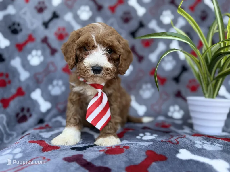 Topher, a male Cavapoo and Poodle - Miniature  for sale in Lakeland, FL – Photo 1 of 9