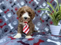 Topher, a male Cavapoo and Poodle - Miniature  for sale in Lakeland, FL – Photo 1 of 9