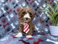 Topher, a male Cavapoo and Poodle - Miniature  for sale in Lakeland, FL – Photo 2 of 9