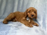 Moose, a male Cavapoo for sale in Lakeland, FL – 6 of 7