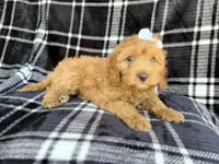 Tinsley, a female Cockapoo for sale in Lakeland, FL – 4 of 7