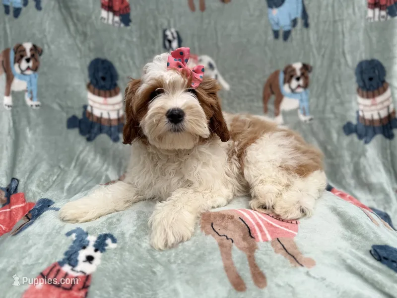Ember – Cavapoo puppy for sale in Lakeland, FL