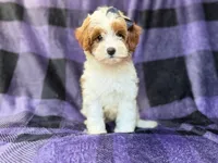 Sugar, a female Cavapoo for sale in Lakeland, FL – 3 of 8