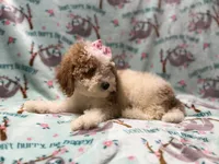 Taffy, a female Poodle - Miniature  for sale in Lakeland, FL – 3 of 10