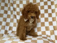 Paxton, a male Cockapoo for sale in Lakeland, FL – 2 of 9
