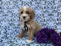 Finn, a male Cockapoo and Poodle - Miniature  for sale in Lakeland, FL – Photo 8 of 8