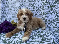 Finn, a male Cockapoo and Poodle - Miniature  for sale in Lakeland, FL – Photo 5 of 8