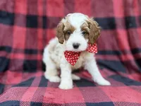 Duke, a male Cavapoo and Poodle - Miniature  for sale in Lakeland, FL – 6 of 8