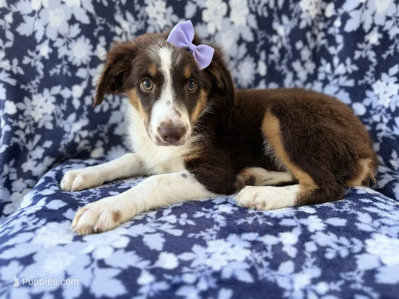 Bindi – Miniature Australian Shepherd puppy for sale in Lakeland, FL