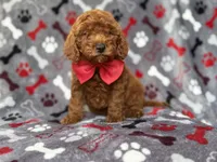Smokey, a male Miniature Goldendoodle for sale in Lakeland, FL – 8 of 8