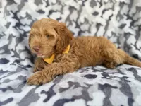 Toby, a male Cockapoo for sale in Lakeland, FL – 3 of 8
