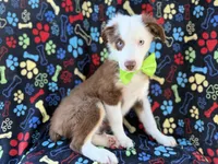 Buck, a male Miniature Australian Shepherd for sale in Lakeland, FL – 7 of 9
