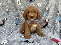 Benson, a male Cavapoo for sale in Lakeland, FL – 6 of 8