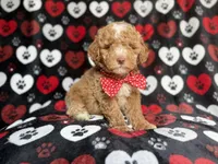Pluto, a male Poodle - Miniature  for sale in Lakeland, FL – 5 of 9