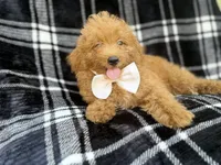 Dayton, a male Miniature Goldendoodle for sale in Lakeland, FL – 8 of 8