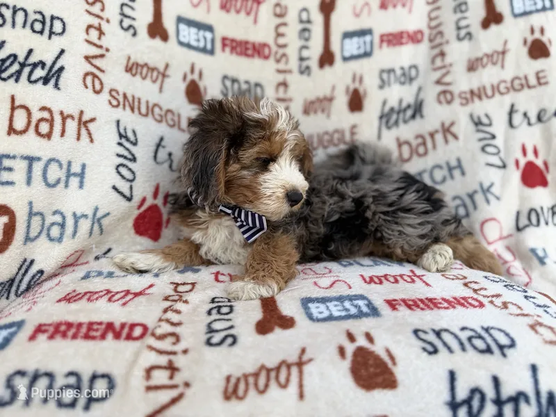 Otto – Miniature Aussiedoodle puppy for sale in Lakeland, FL