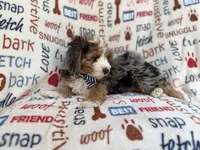 Otto, a male Miniature Aussiedoodle for sale in Lakeland, FL – 1 of 10