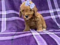Agnes, a female Cavapoo and Poodle - Miniature  for sale in Lakeland, FL – 3 of 9