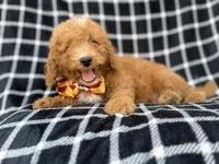 Lenny, a male Goldendoodle and Poodle - Miniature  for sale in Lakeland, FL – 5 of 8