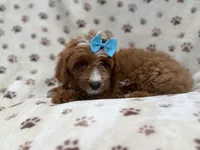 Bailey, a female Cavapoo for sale in Lakeland, FL – 8 of 8