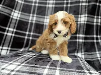 Mosely, a male Cavalier King Charles Spaniel and Poodle - Miniature  for sale in Lakeland, FL – Photo 8 of 8