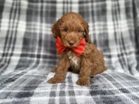Max, a male Cockapoo and Poodle - Miniature  for sale in Lakeland, FL – 2 of 9