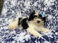 Darlin, a female Shihpoo for sale in Lakeland, FL – 2 of 8