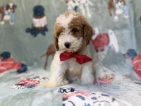 Tater, a male Poodle - Miniature  for sale in Lakeland, FL – 4 of 10