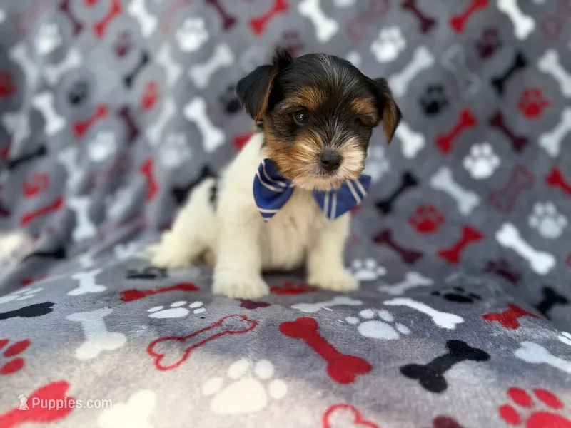 Tuck – Yorkshire Terrier puppy for sale in Lakeland, FL