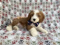 Cash, a male Cavapoo for sale in Lakeland, FL – 1 of 10