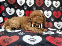 Abe, a male Cavapoo for sale in Lakeland, FL – 2 of 8