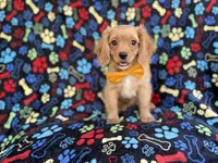 Ruger, a male Cavapoo for sale in Lakeland, FL – 6 of 8
