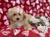 Callie, a female Poochon for sale in Lakeland, FL – Photo 2 of 8