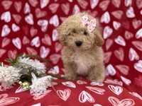 Callie, a female Poochon for sale in Lakeland, FL – Photo 4 of 8