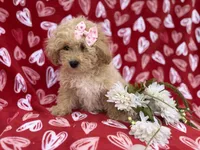 Callie, a female Poochon for sale in Lakeland, FL – Photo 8 of 8