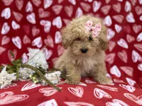 Callie, a female Poochon for sale in Lakeland, FL – Photo 6 of 8
