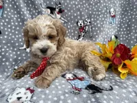 Tate, a male Cockapoo and Poodle - Miniature  for sale in Lakeland, FL – Photo 7 of 7